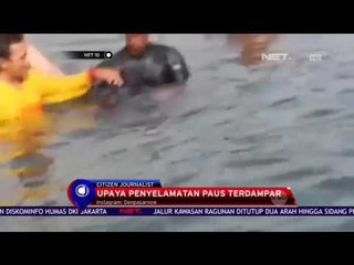 Upaya Penyelamatan Paus Terdampar - NET 10