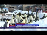 Sambut Imlek, Kawanan Penguin Lucu di Laohutan Polar Museum Sambut Pengunjung - NET5