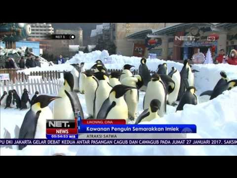 Sambut Imlek, Kawanan Penguin Lucu di Laohutan Polar Museum Sambut Pengunjung - NET5