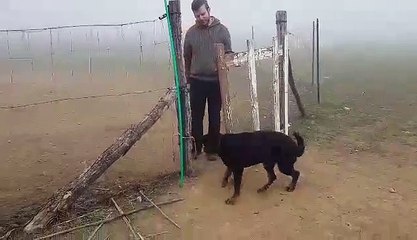 Lune des ganches de loire stage sheepdog con Pierre Legatte