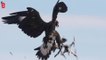 L'armée française entraîne des aigles à intercepter des drones