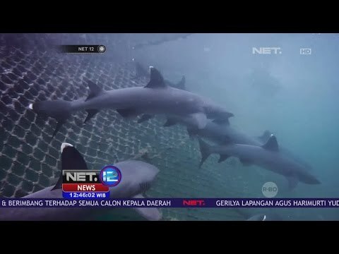 Surga Liburan Menikmati Sensasi Menegangkan Berenang Bersama Hiu - NET 12