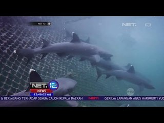Surga Liburan Menikmati Sensasi Menegangkan Berenang Bersama Hiu - NET 12