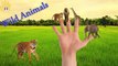 Learn Wild Animals Finger Family Songs | Wild Animals Finger Family nursery Rhymes For Children