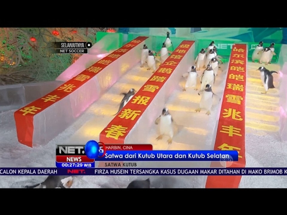 Museum Hewan Kutub di Kota Habbin Cina Menjadi Pilihan Keluarga pada Libur Tahun Baru Imlek  - NET24