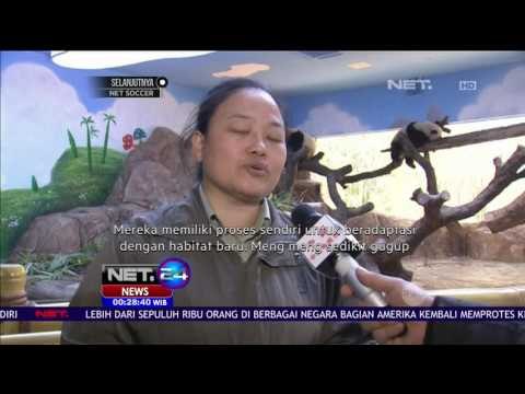 3 Panda Kembar Raksasa Huni Rumah Baru - NET24