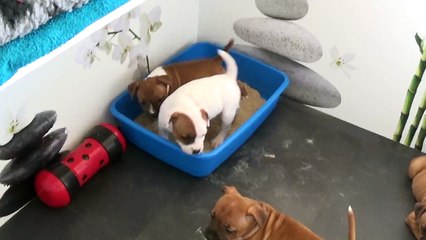 72ème vidéo Les aboiements avec les chiots de STAFFORDLAND