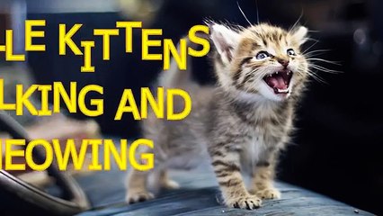 Little kittens meowing and talking - Cute cat compilation