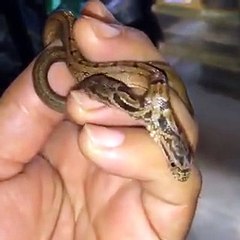 COBRAS DE DUAS CABEÇA