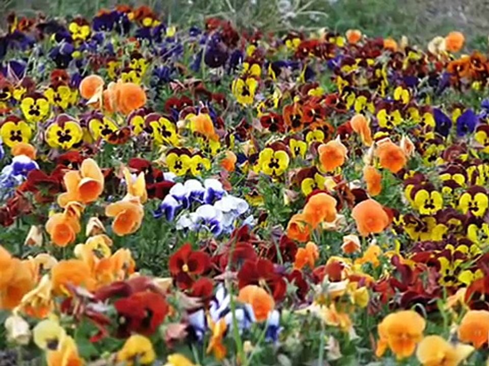 DALIDA, LE TEMPS DES FLEURS-vc4FuJb434A-HQ