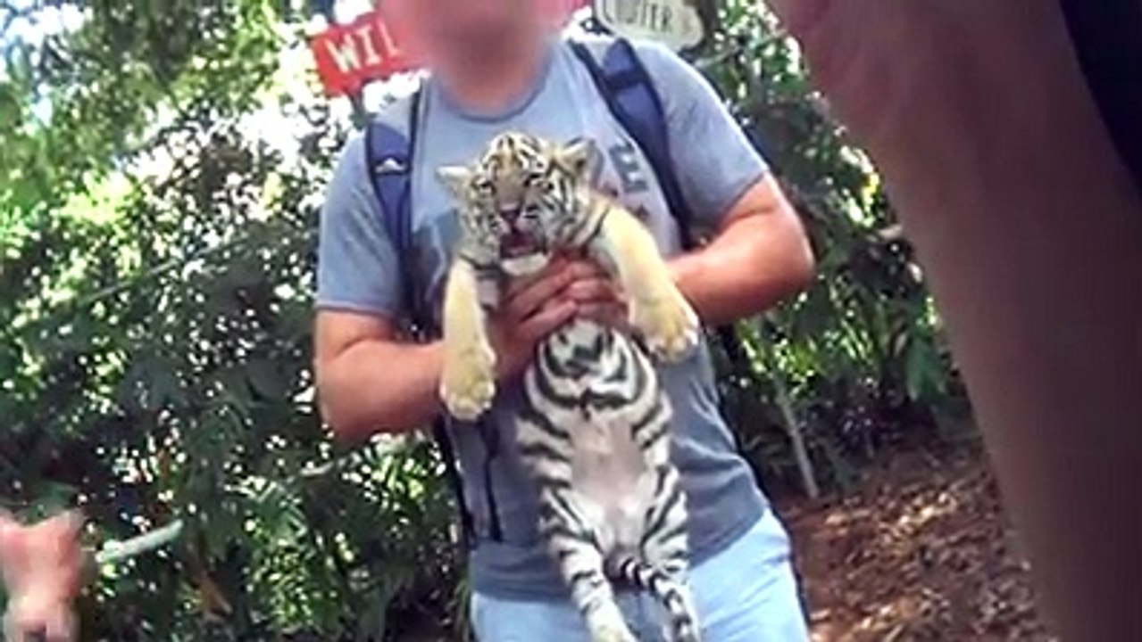 Touristen-Fotos mit Tigerbabies? Alles andere als süß für die Tiere!  Teilt das Video, um Eure Freunde & Bekannten aufzu