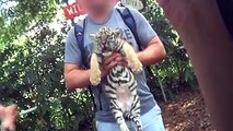 Touristen-Fotos mit Tigerbabies? Alles andere als süß für die Tiere!  Teilt das Video, um Eure Freunde & Bekannten aufzu