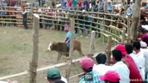 SUPER JARIPEO RECOPILACION FEBRERO 2017 LAS MONTAS MAS ESPECTACULARES DEL MES