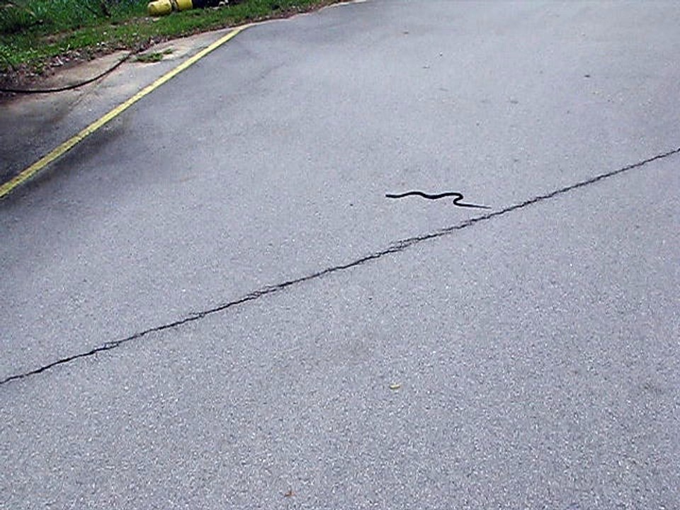 Snake 1