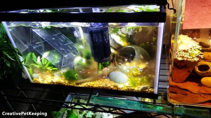 3 day old Baby Betta fish  _ Fish Fan Friday Vlog-0laqyzbsjog