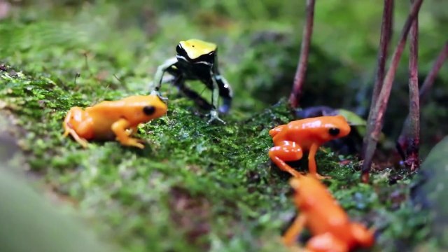 Amazing Tiny Frogs _ Shedd Aquarium Amphibians Exhibit-aeTMNTywZZg