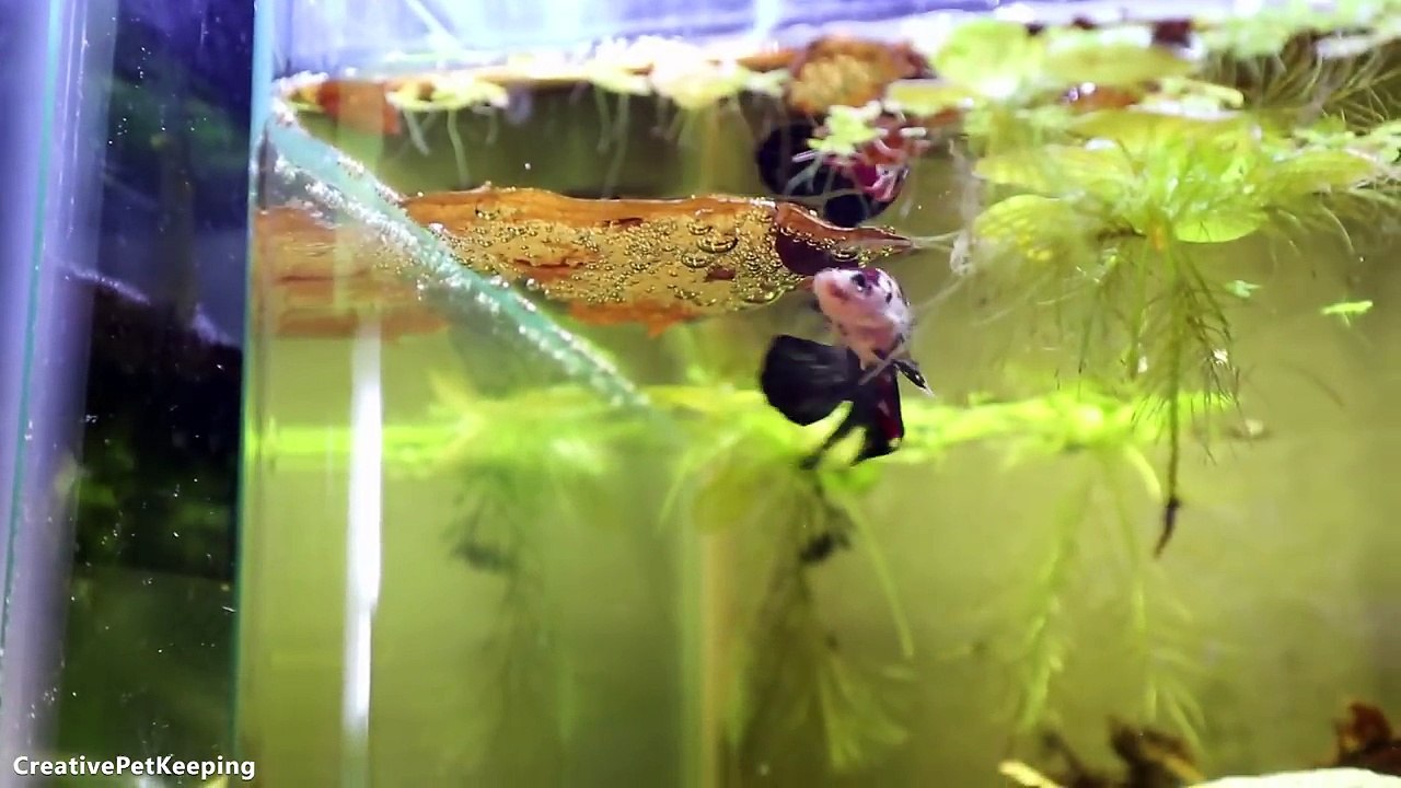 Bouncing Babies _ Tiny Betta Fish Fry-S33s-OGya_0