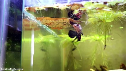 Bouncing Babies _ Tiny Betta Fish Fry-S33s-OGya_0