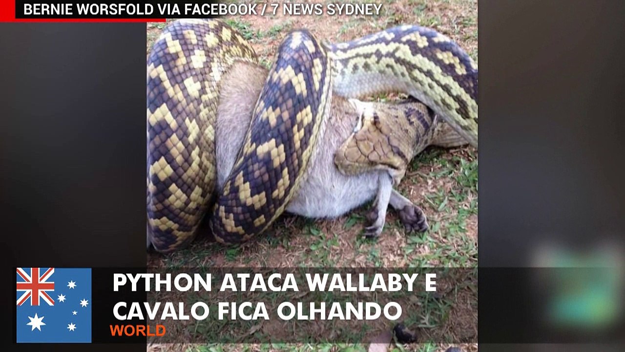 Python de 7 metros ataca wallaby e cavalo assiste de pertinho.