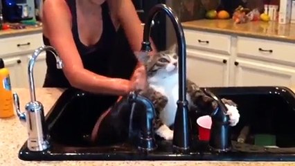 Funny Cats Failing Spectacularly!