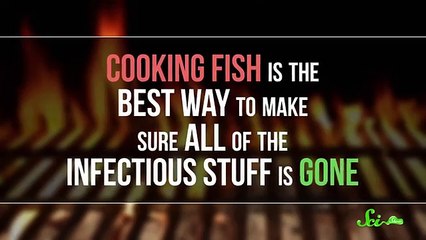 Why Do We Eat Raw Fish But Not Raw Chicken