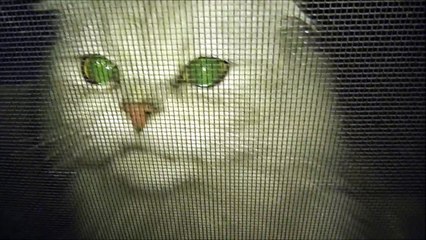 ネコがひっかく!ホスト社長と猫の鳴き声,Funny Cat NEKO JUMP,เนโกะ จั