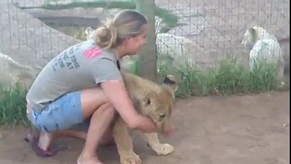 A young lady is getting mauled by two young lions