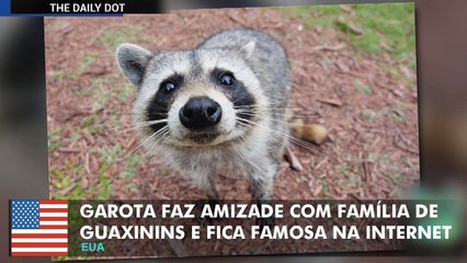 Garota fica famosa na internet por fazer amizade com família de guaxinins.