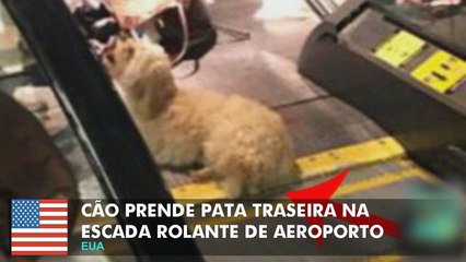 Cão é resgatado após prender pata traseira na escada rolante de aeroporto.