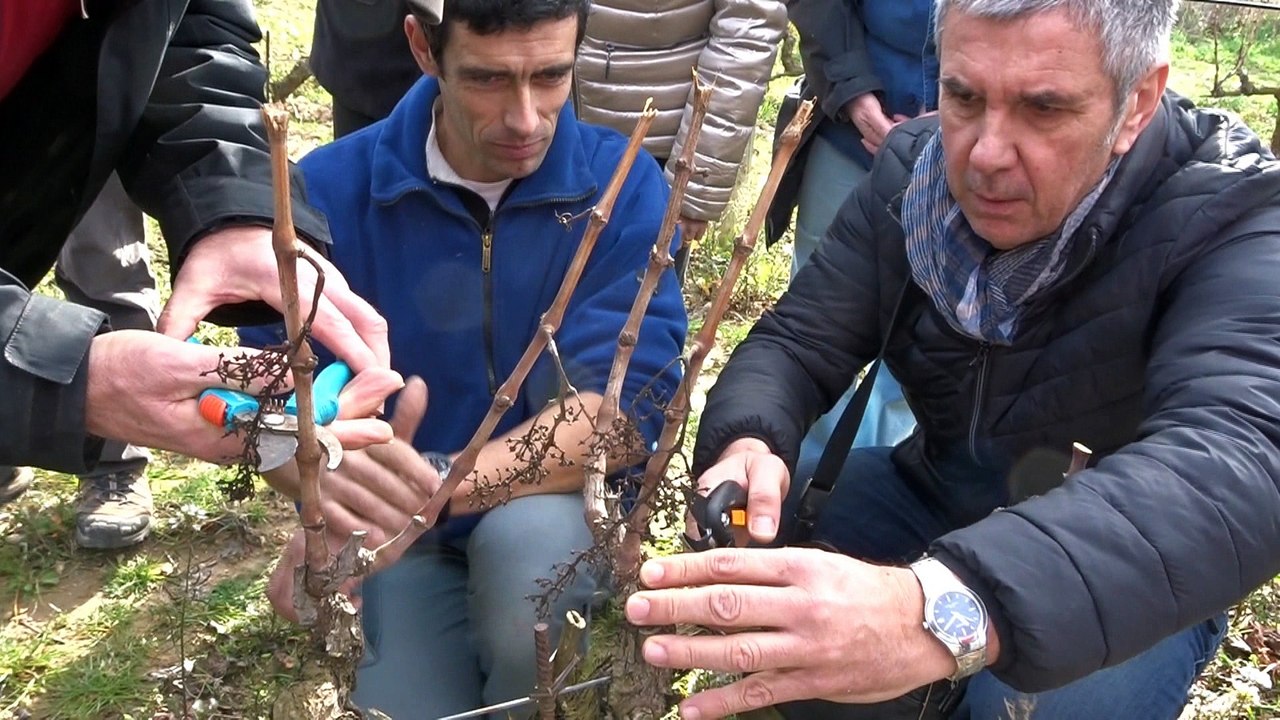 La taille de la vigne