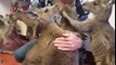 Baby Kangaroos Hug Their Rescuer