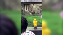 Regardez la réaction de cet enfant lorsque le lion l’a voulu l’attaquer dans le zoo…