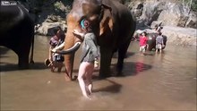 Une touriste se fait violemment éjecter dans les airs par un éléphant