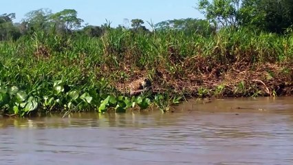 Amazing Predator Attack - Best Jaguar attacks  - Animal attacks and fights