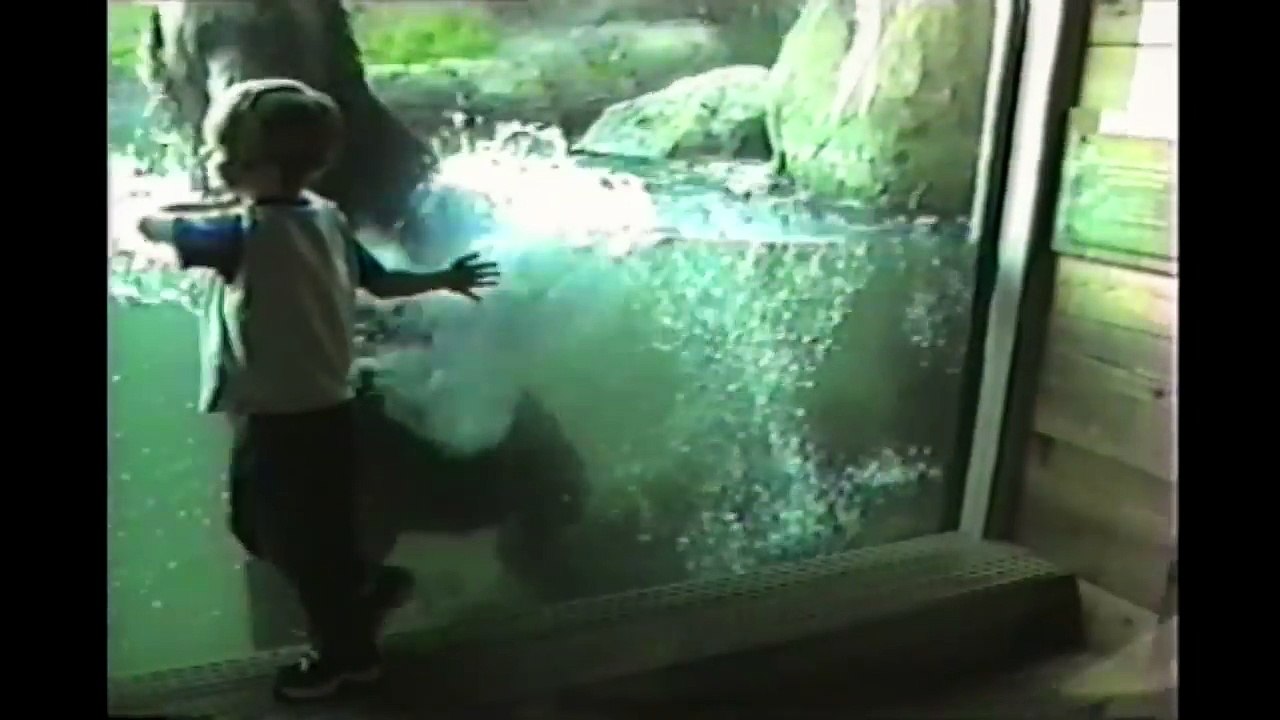 Kids At The Zoo: Compilation