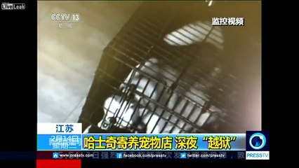 Husky escapes from cage, frees other dogs in eastern China