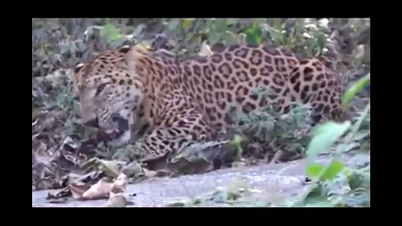 The Indian Leopard enjoying its food - must watch video