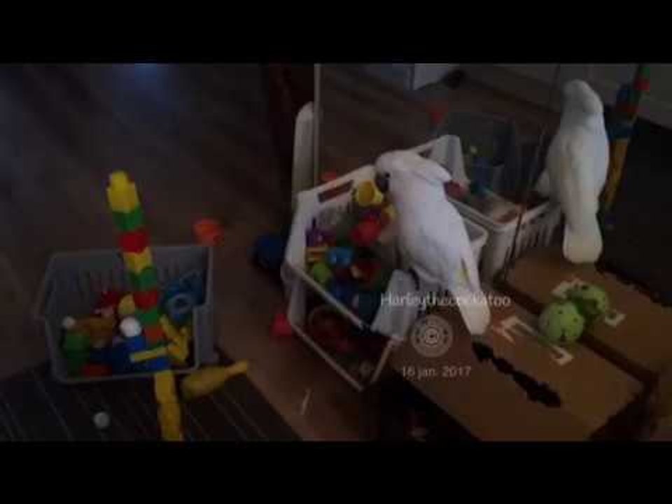 Plastic Cup Towers No Match for Confident Cockatoo