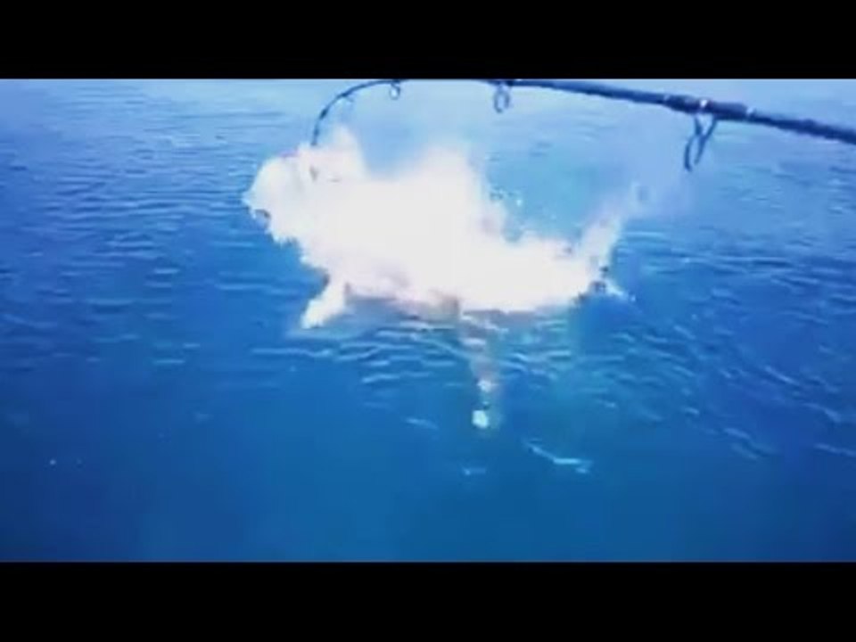 Shark Attacks Fish in Maldives