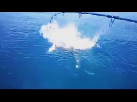 Shark Attacks Fish in Maldives
