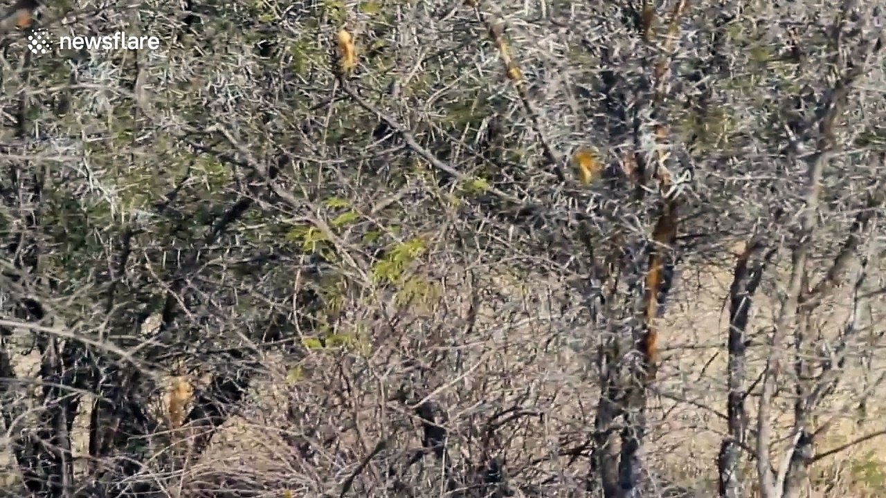 Wild elephant 'warns' tourists before deciding not to attack