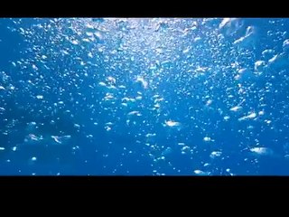 Salut et merci bien pour le poisson!