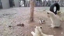 Un chiot très determiné