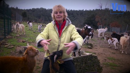 La chevrière du Broussan crie au loup
