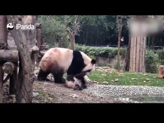 Une maman panda veut donner un bain à son bébé !