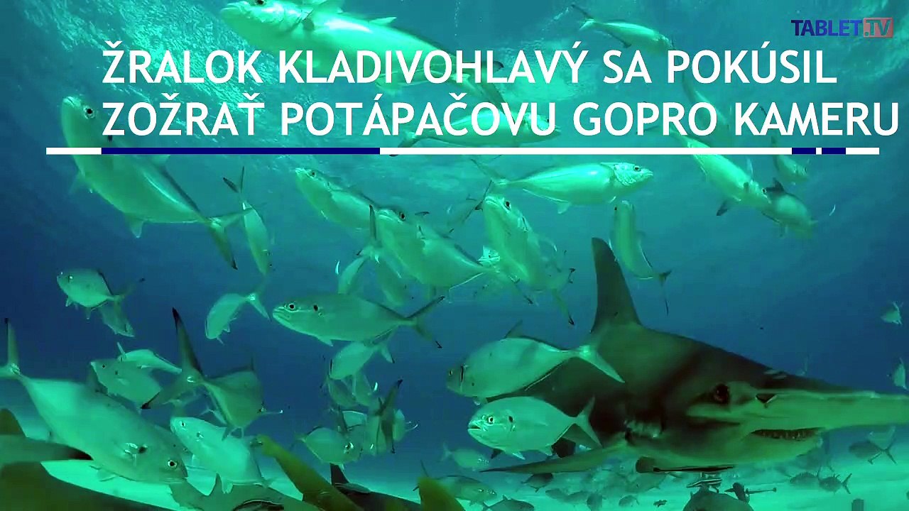 Žralok kladivohlavý útočí na potápačovu kameru