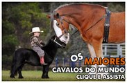 Os Maiores Cavalos do Mundo / The Biggest Horses in the World