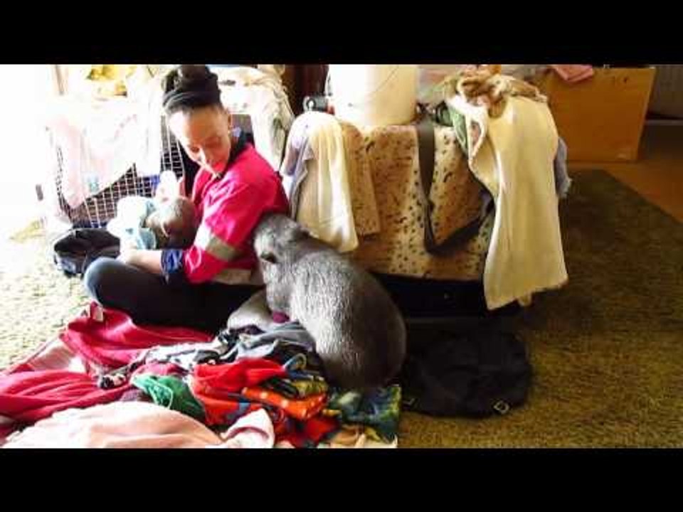 This Wombat Is Cute, but Not Very Helpful With Folding Laundry