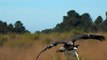 Des aigles entraînés par l'armée de l'air pour chasser les drones