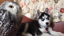 Pet owl befriends husky puppy